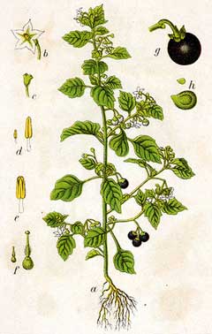 معرفی و راهنمای پرورش سبزی جات برگی - تاجریزی سیاه